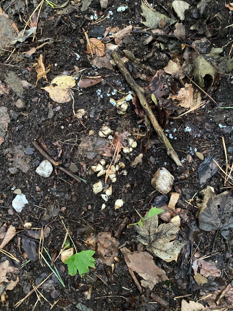 Giftköder-Mögliche Giftköder-Profilbild