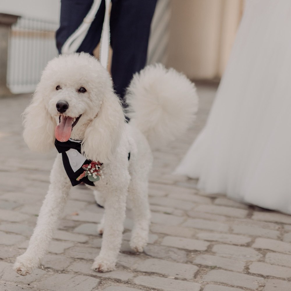 Hundetreffen-Hundekumpel zum Spielen und ggf Trainieren gesucht-Profilbild