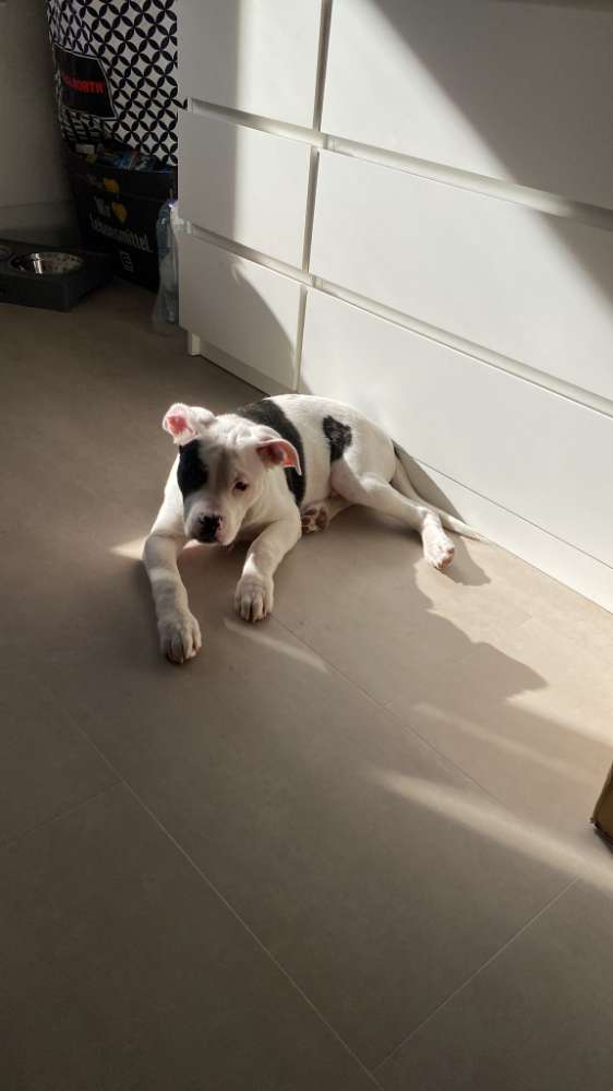 Hundetreffen-Hunde treffen zum spielen  und  lernen-Profilbild