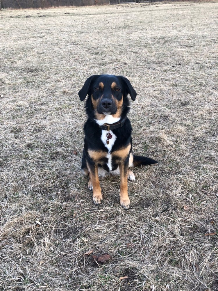 Hundetreffen-Gassifreunde im Münchner Süden gesucht-Profilbild