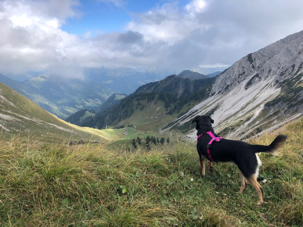 Hundetreffen-Bergfreunde gesucht-Profilbild