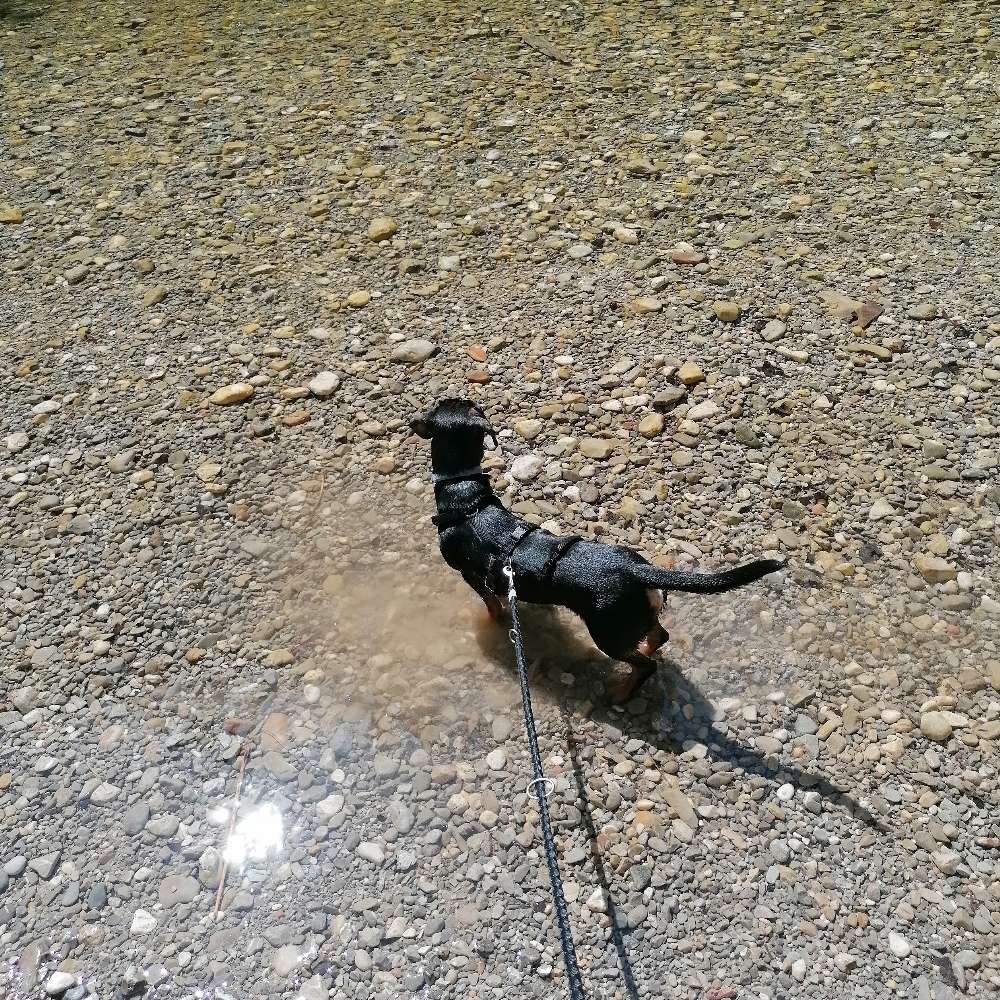 Hundetreffen-Spielen im eingezaunten Garten-Profilbild