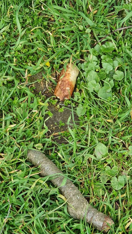 Giftköder-Giftköder-Profilbild