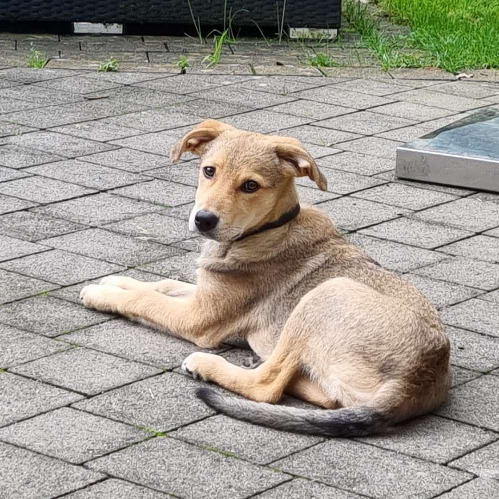 Hundetreffen-Welpen und Junghundetreffen in Olpe-Profilbild