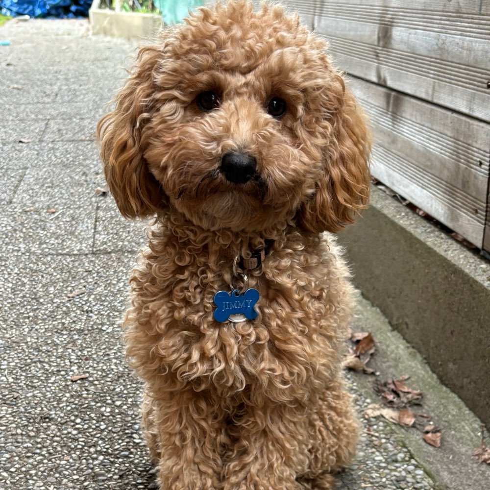 Hundetreffen-Jemand Lust gemeinsam zu spielen und zu toben ?-Profilbild