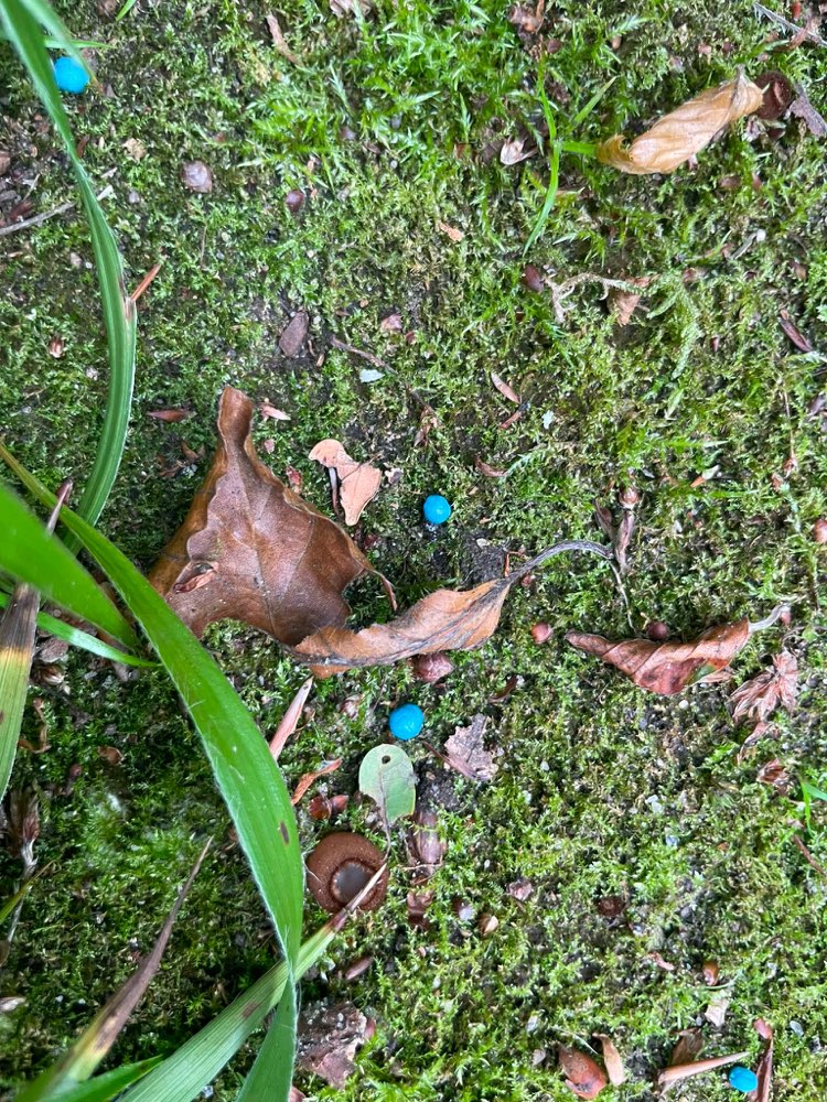 Giftköder-Schneckenkorn auslegegt-Profilbild