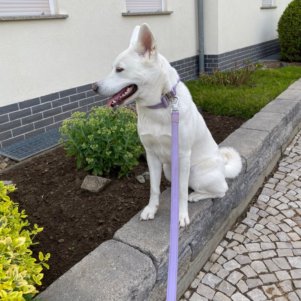 Hundetreffen-Gassi und Spielrunden-Profilbild