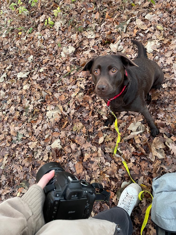 Hundetreffen-Spaziergang / Social Walk-Profilbild