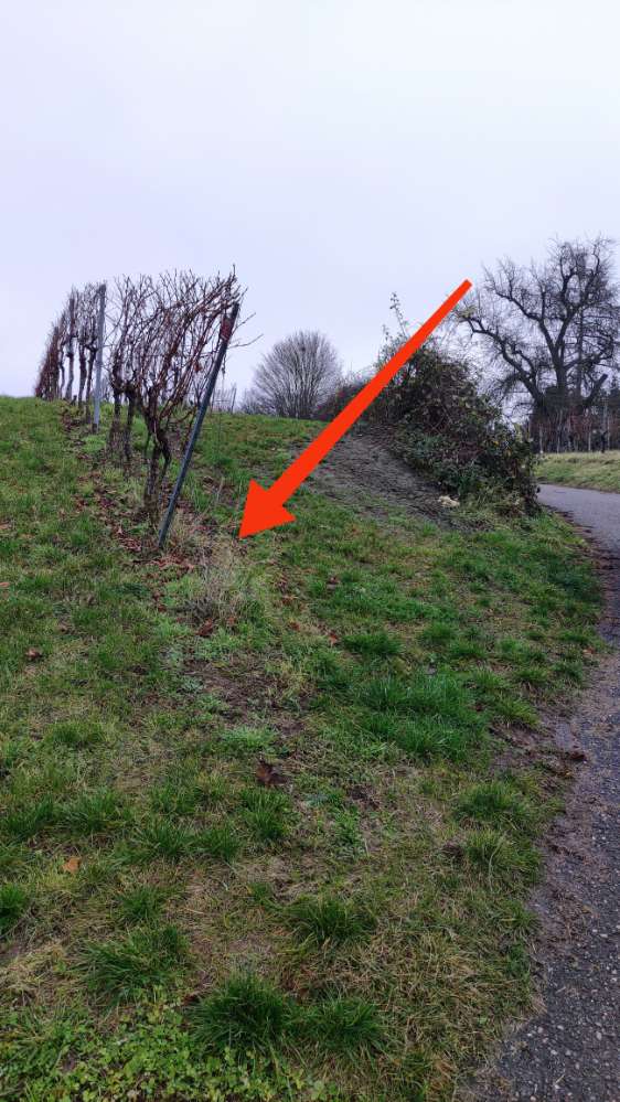 Giftköder-Spitze Knochen mit Fleischreste-Profilbild