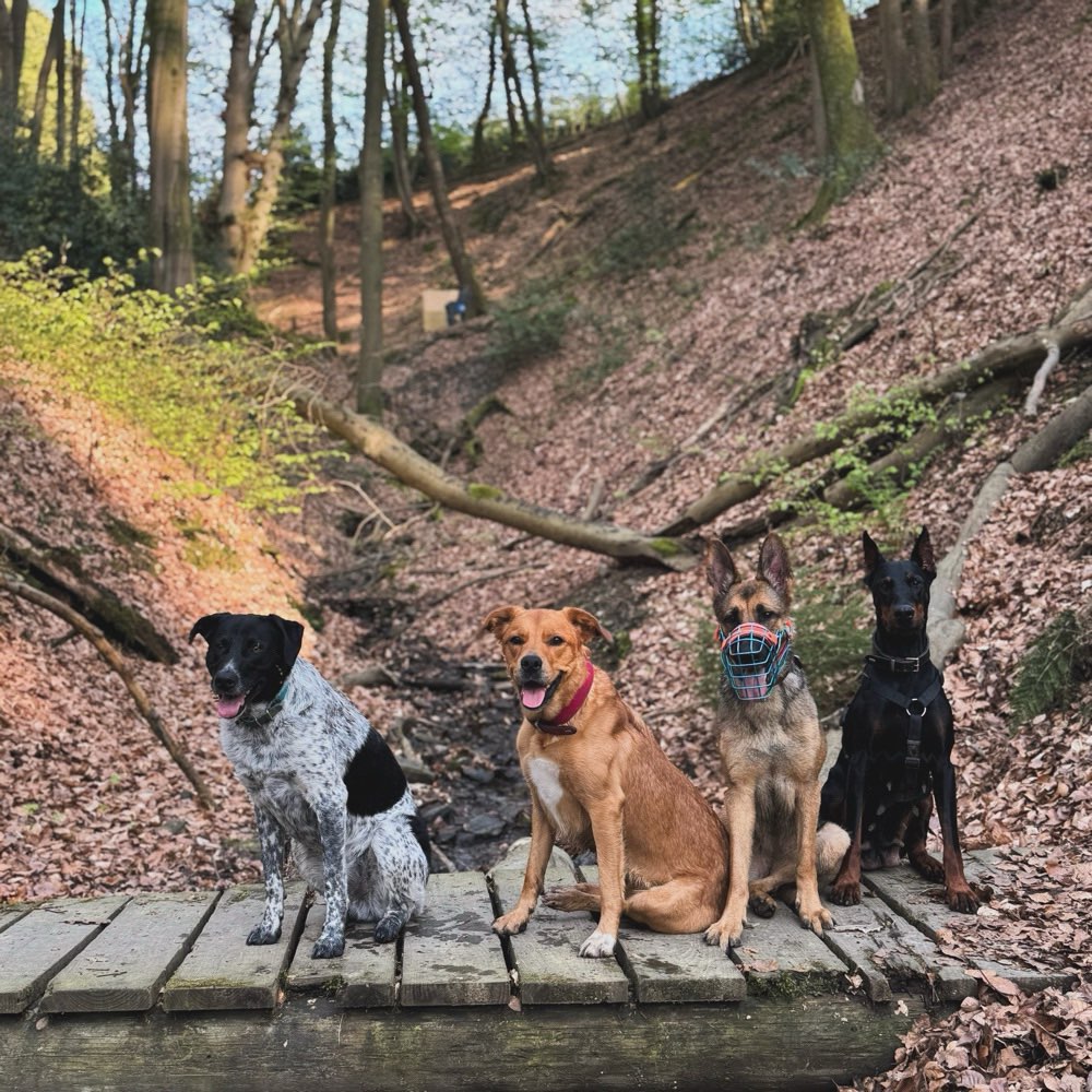 Hundetreffen-Gassi Runden-Profilbild