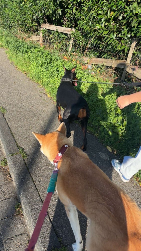 Hundetreffen-Trainingspartner gesucht-Profilbild