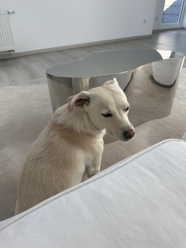 Hundetreffen-Gemeinsame Gassirunden-Profilbild