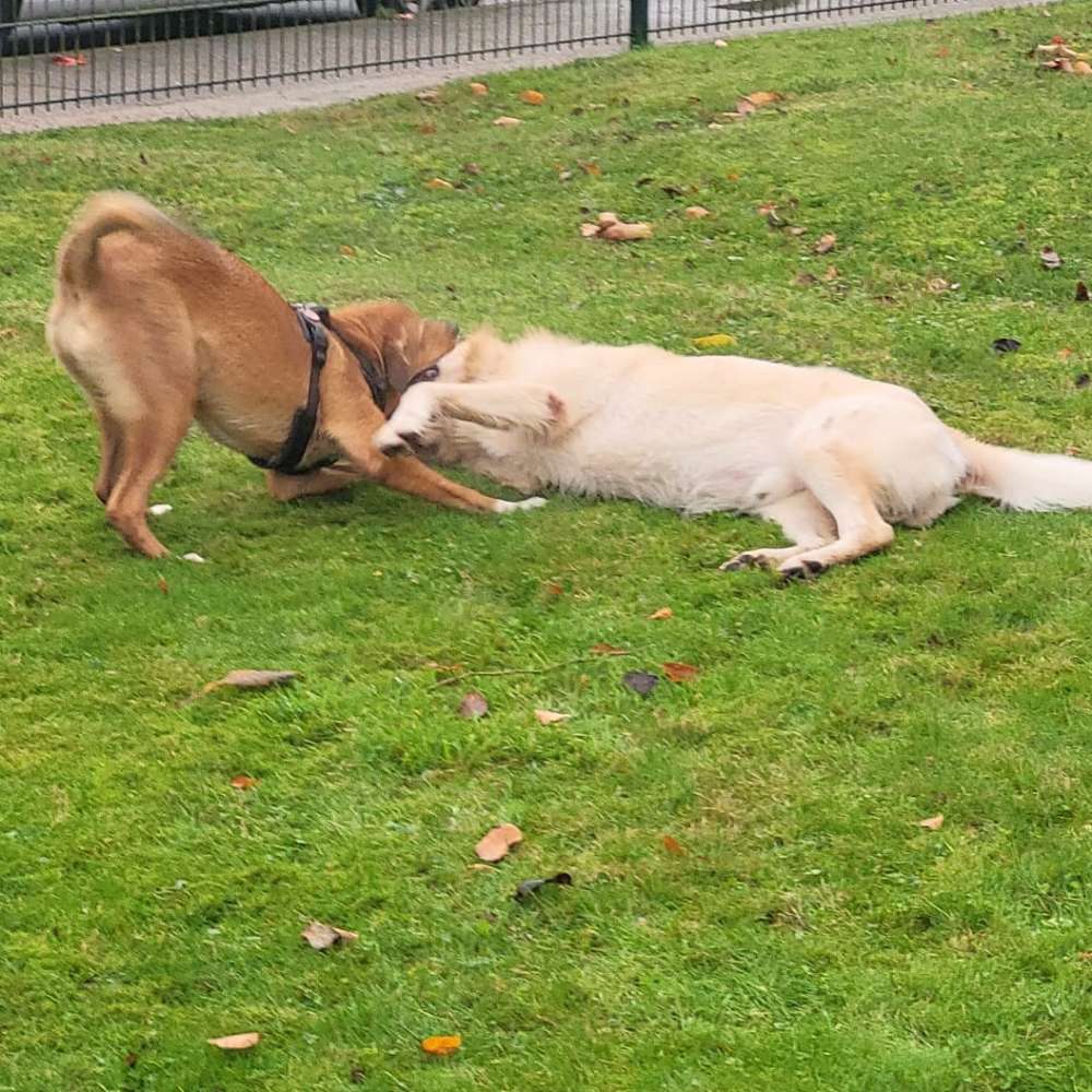 Hundetreffen-Junghundetreffen-Profilbild