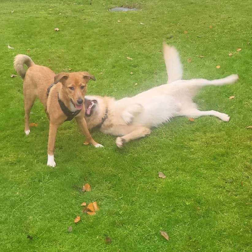 Hundetreffen-Spiel- und Gassitreffen in HH-Öjendorf-Profilbild