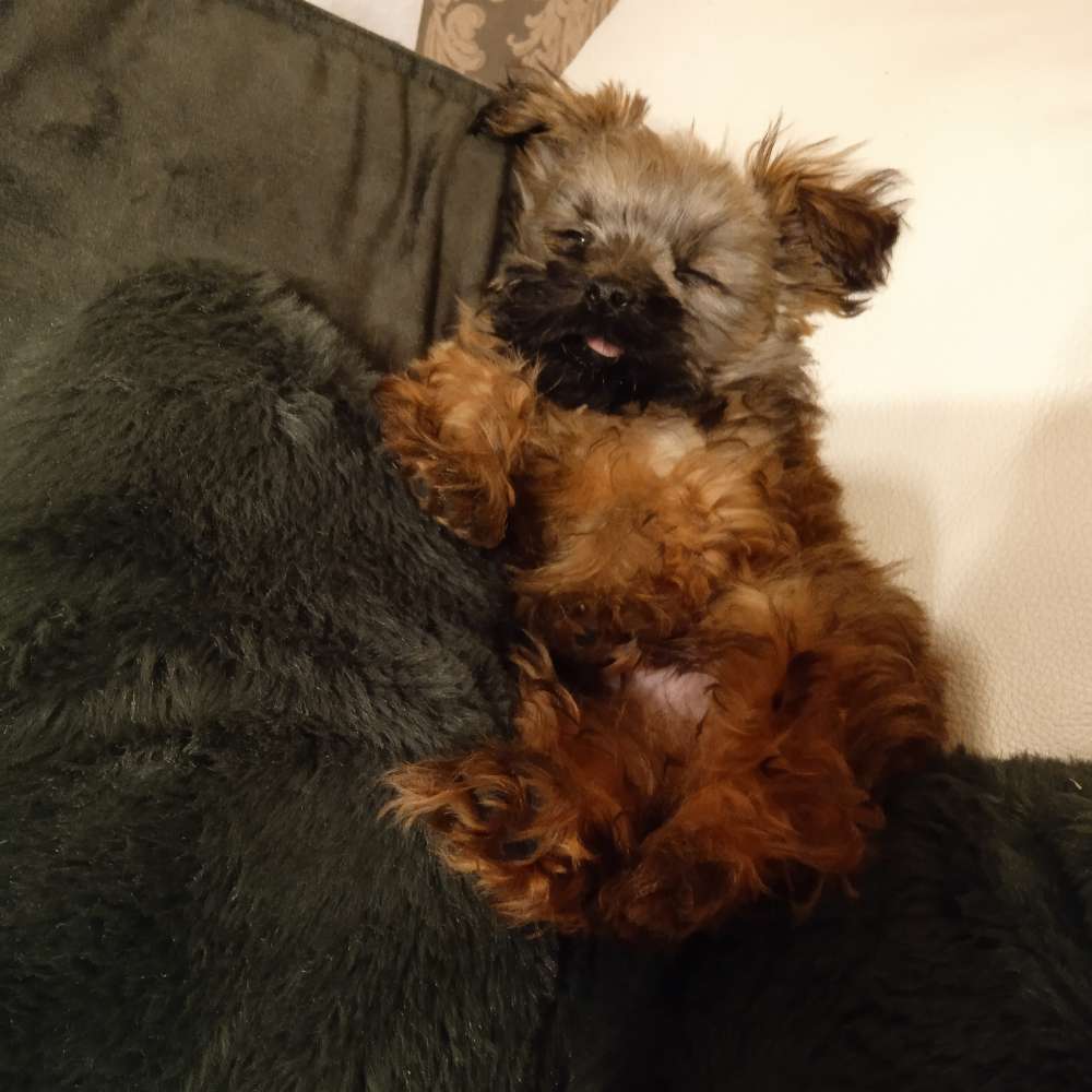 Hundetreffen-Welpenspielen mit gassirunde-Profilbild