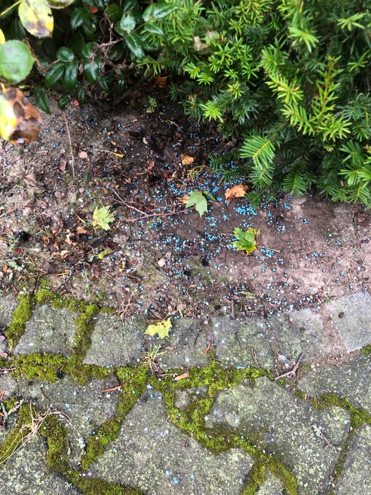 Giftköder-Schneckengift-Profilbild