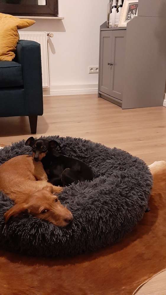 Hundetreffen-Gassigehfreund*innen gesucht 🐕🐕-Profilbild