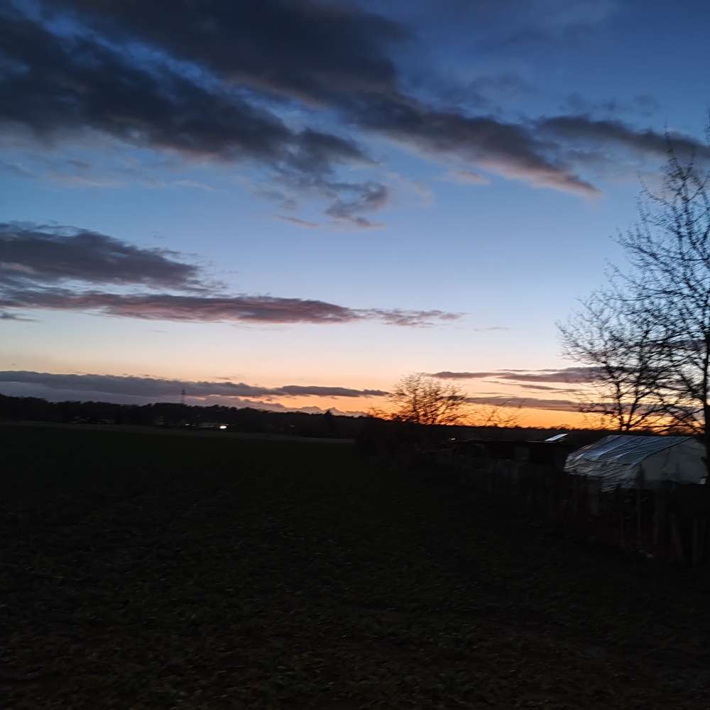 Hundetreffen-Neue Hunde Freunde kennen lernen-Profilbild