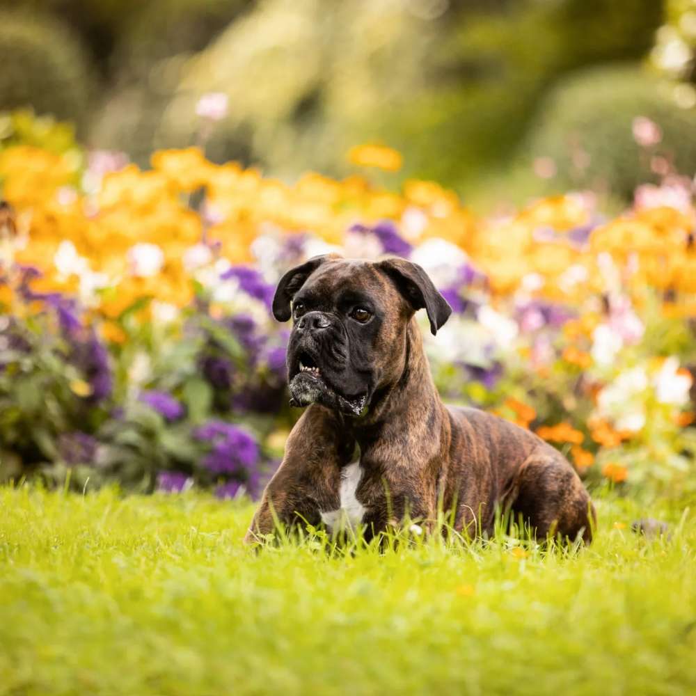 Hundetreffen-Gassi und Spielrunde-Profilbild