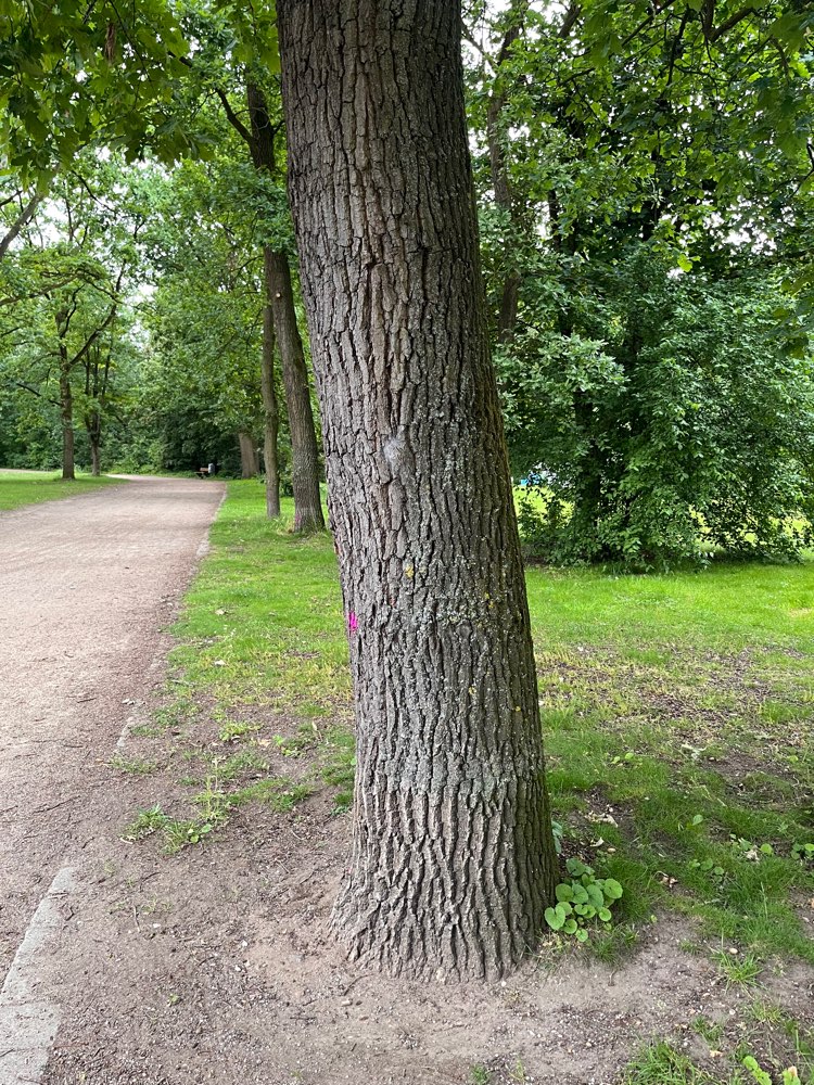 Giftköder-Eichen-Prozessionsspinner-Profilbild