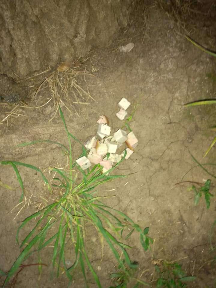 Giftköder-Ausgelegter Fleischkäse auf Rasen verteilt-Profilbild