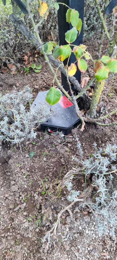 Giftköder-Giftköderfallen ausgelegt-Profilbild