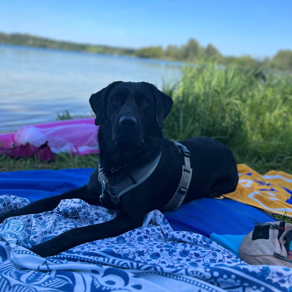 Hundetreffen-Social Walk // Ruhe üben-Profilbild