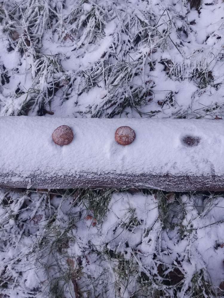 Giftköder-Ausgelegte Frikadellen-Profilbild