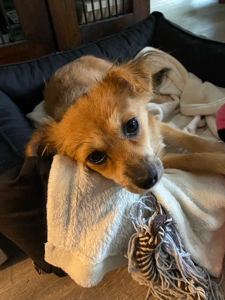 Hundetreffen-Spielfreunde aus den Walddörfern gesucht-Profilbild