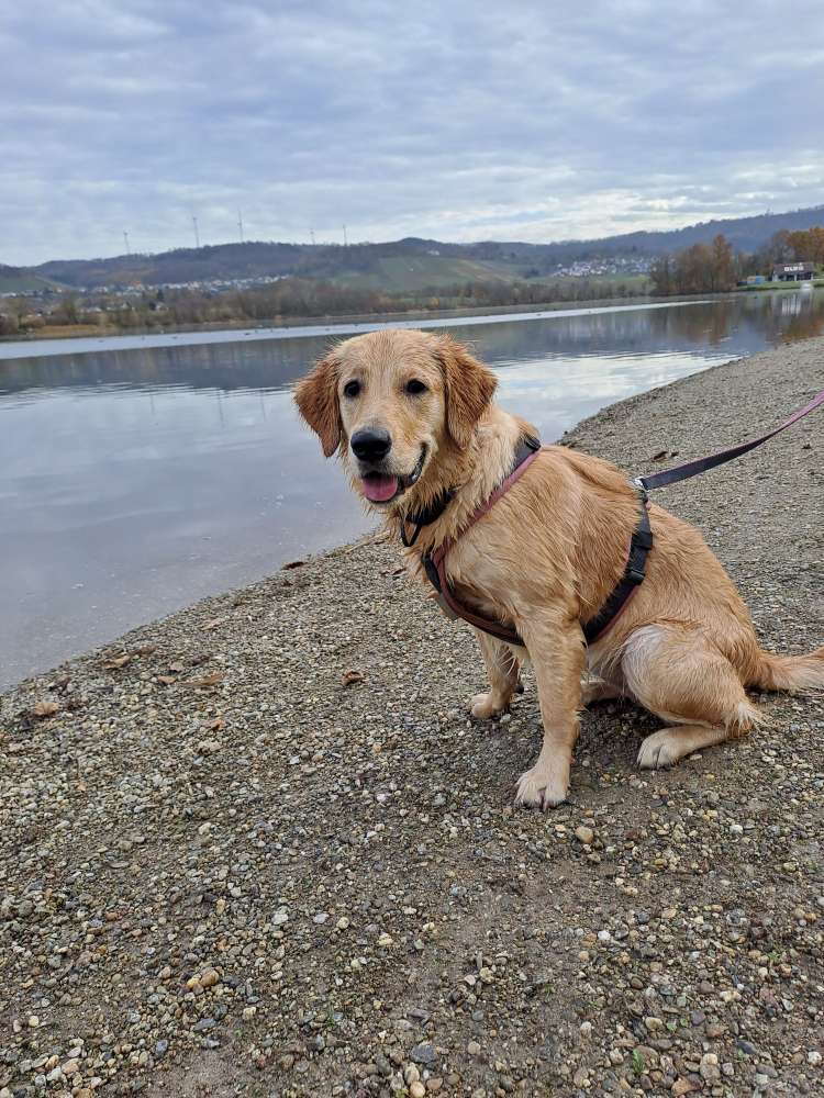 Hundetreffen-Meine Hündin Bonny sucht dringend eine/n Spielpartner/in-Profilbild