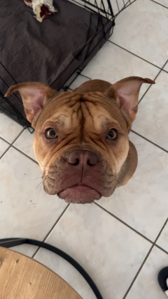 Hundetreffen-Gassi-Freunde und Training gesucht 🐾-Profilbild