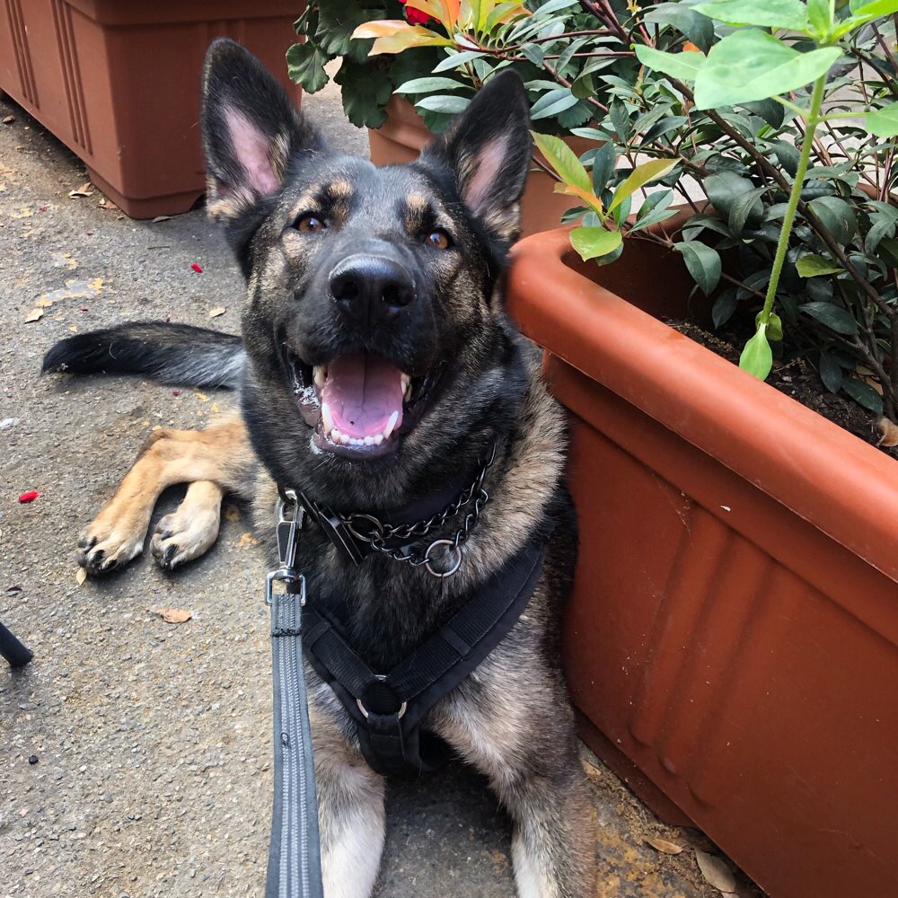 Hundetreffen-Hund für Hundetreffen gesucht-Profilbild