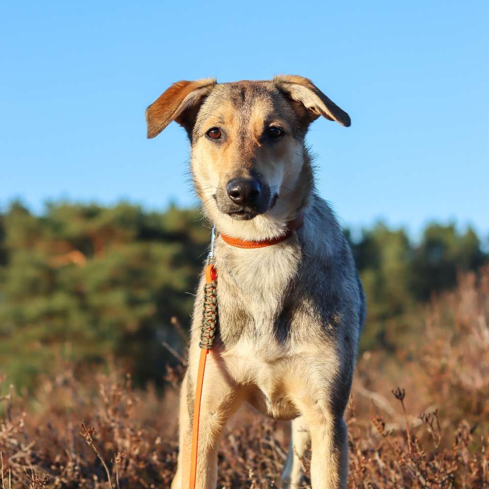 Hundetreffen-Hundetreff Klein Brunsrode /Raum Lehre-Profilbild