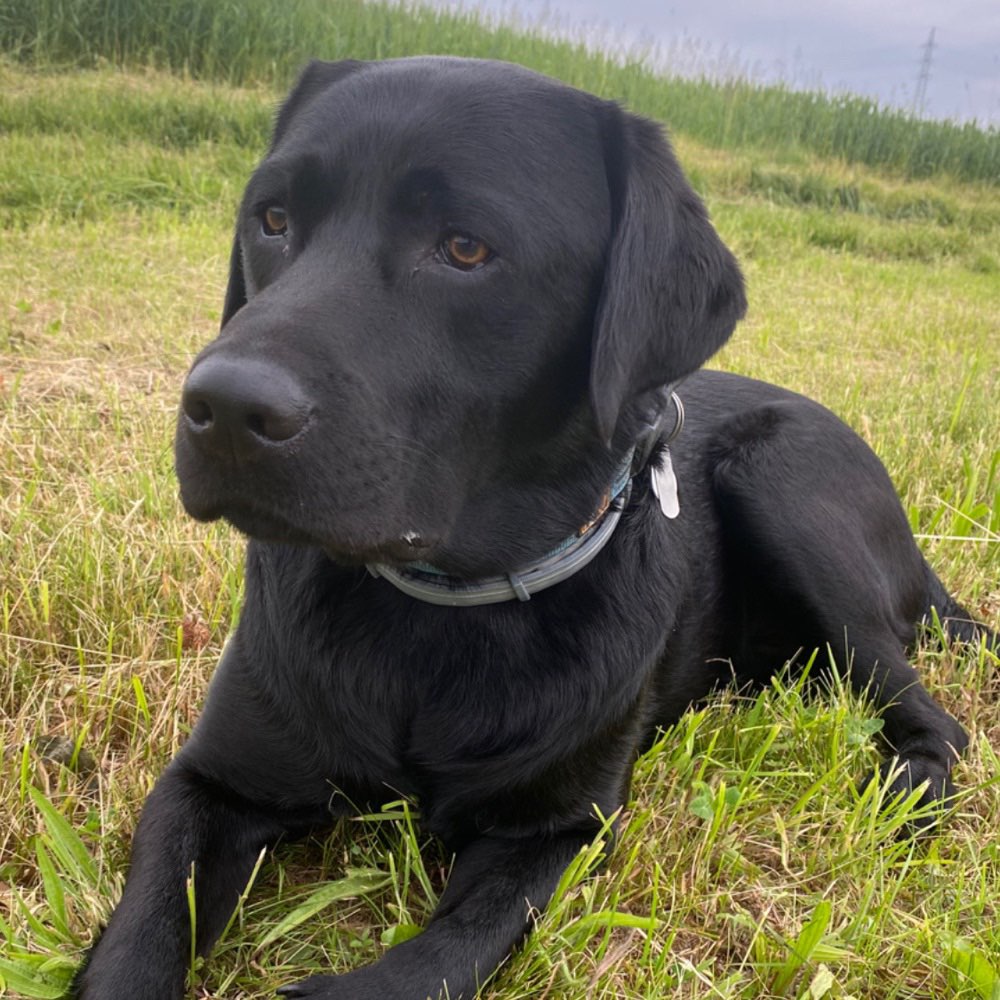 Hundetreffen-Spielen und Gassi Usingen-Profilbild