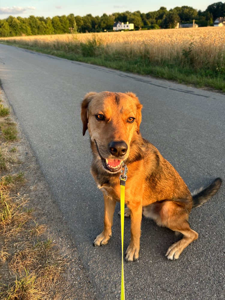 Hundetreffen-Gassi Runde mit spieleinheit-Profilbild
