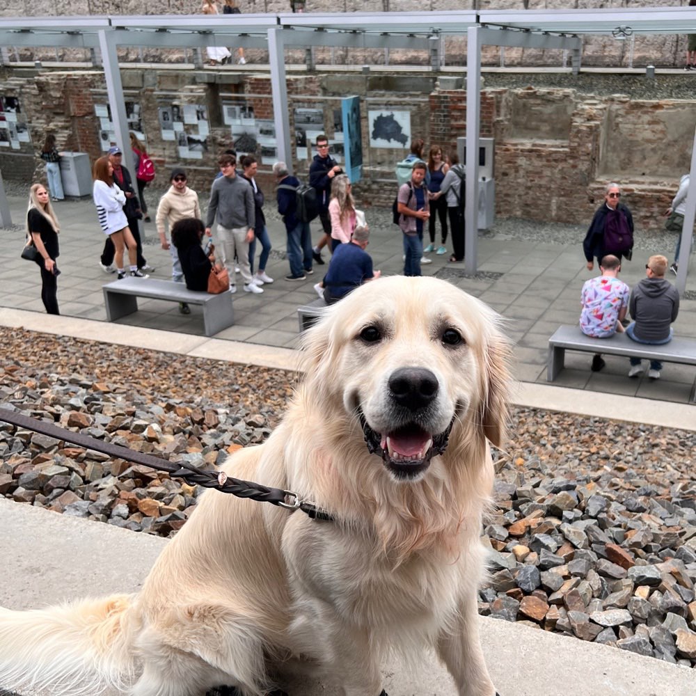 Hundetreffen-Spieltreffen Große Hunde-Profilbild