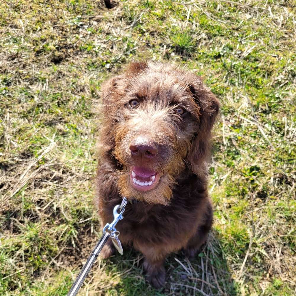 Hundetreffen-Welpentreffen oder gemeinsames spazieren gehen-Profilbild