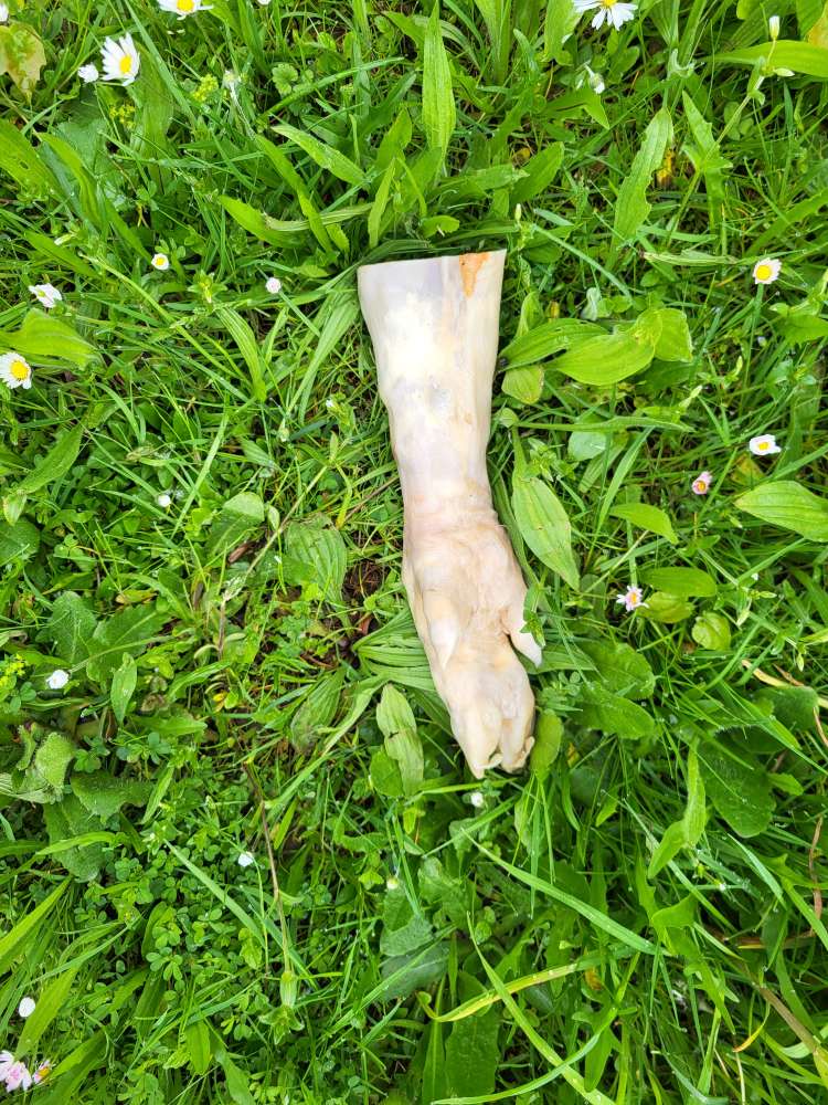 Giftköder-Schweinepfote-Profilbild