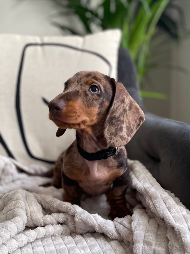 Hundetreffen-Dackeltreffen Welpe/Junghund-Profilbild