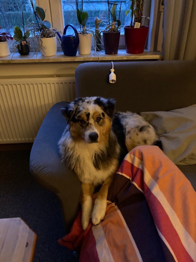 Hundetreffen-Suchen neue Hundefreunde-Profilbild