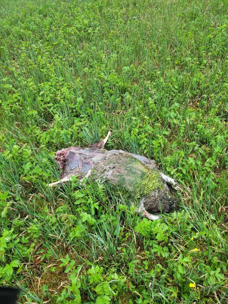 Giftköder-Totes Tier-Profilbild