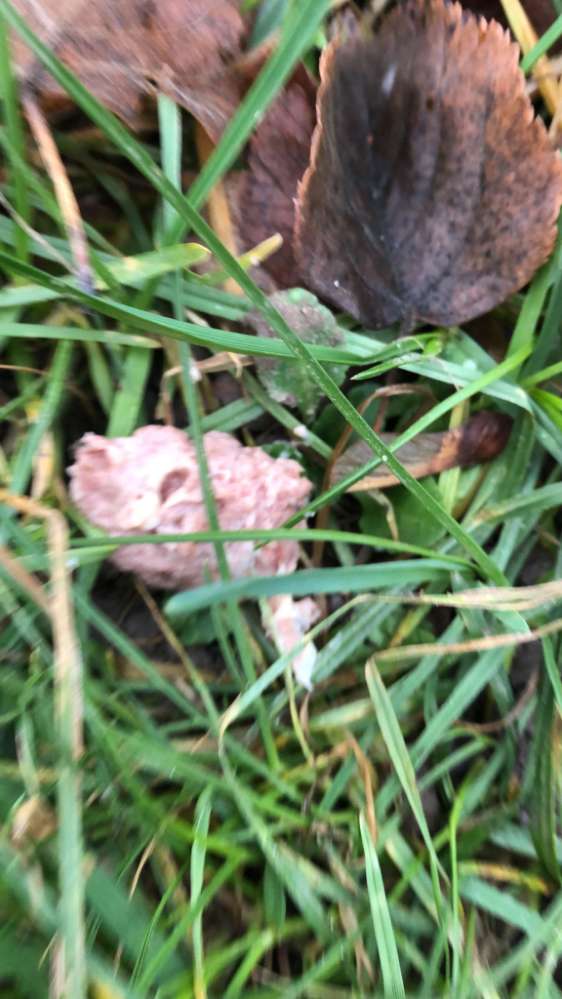 Giftköder-Verdächtige Masse-Profilbild