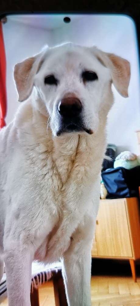 Giftköder-Giftköder-Profilbild