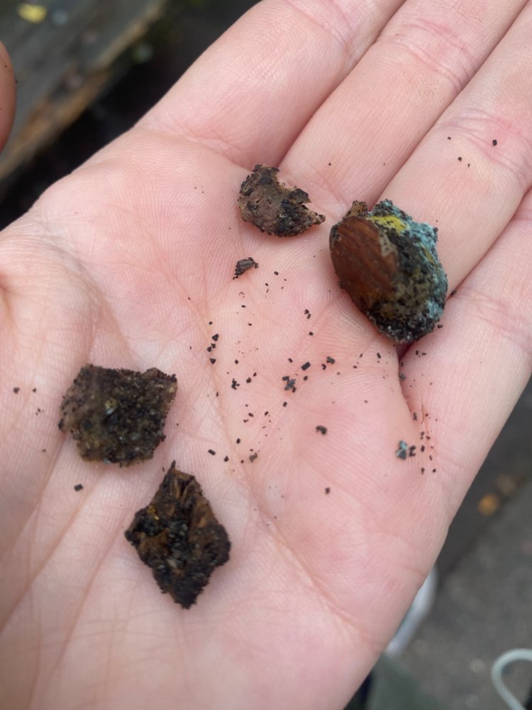 Giftköder-Giftköder im Astloch-Profilbild