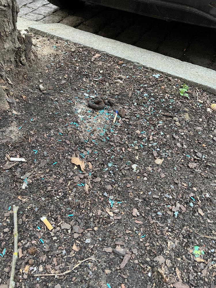 Giftköder-Vermutlich blaues Gift-Profilbild