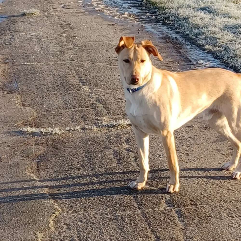 Hundetreffen-Gassirunde-Profilbild
