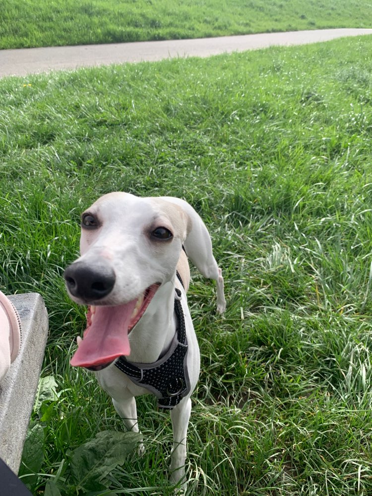 Hundetreffen-Suche Whippet/ Windhund zum Gemeinsamen spazieren/rennen-Profilbild