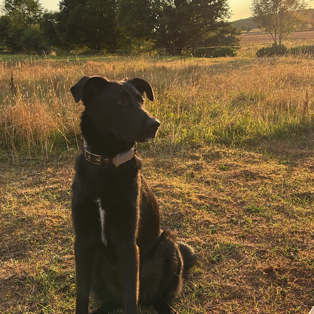 Hundetreffen-Spaziergänge und Trainingseinheiten in Marburg-Profilbild
