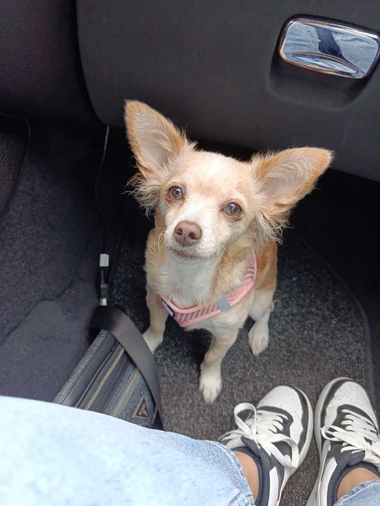 Hundetreffen-Gassi und spielen-Profilbild