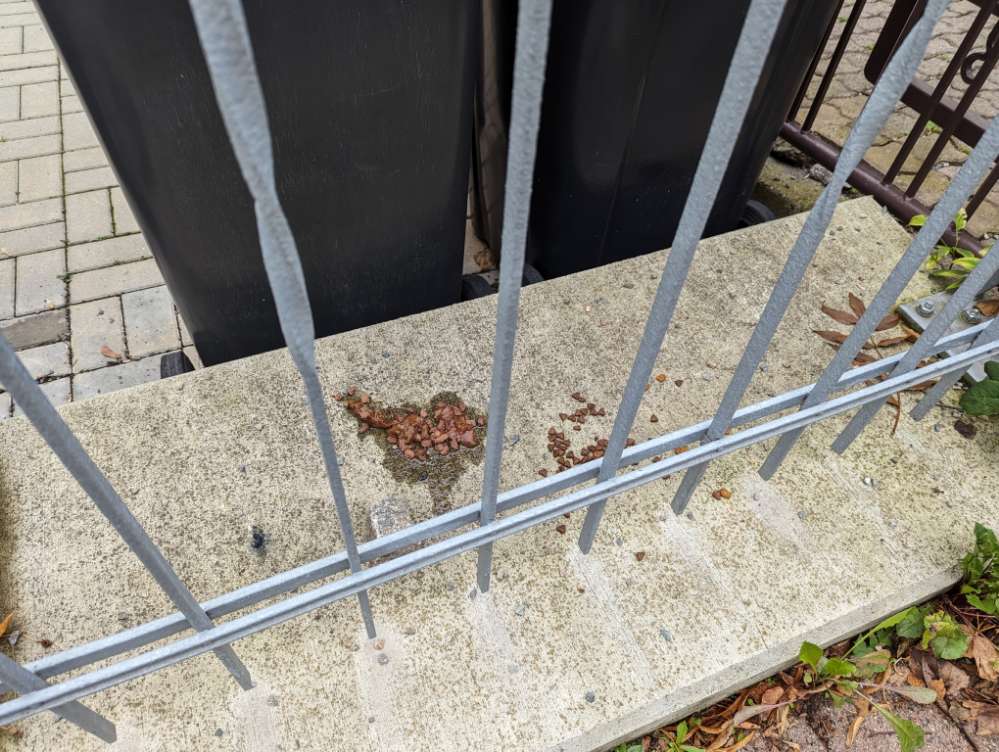 Giftköder-Nass- und Trockenfutter auf Fußweg-Profilbild